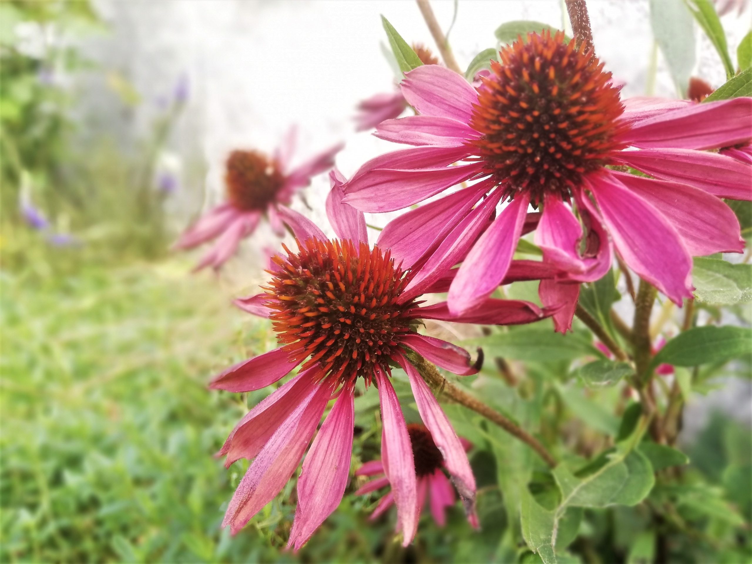 Gartenpflege – Moritz Rombach – Der Gartengestalter. Experte für